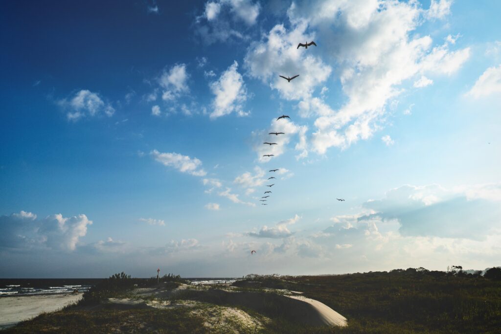 Birds flying together tuned in and "listening" to each other's movements, voting with every flap of their wings.