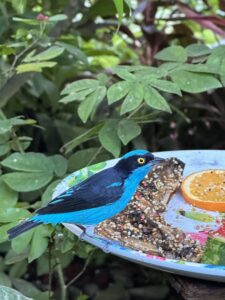 A plate with a blue bird in a close-up view