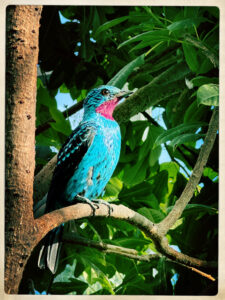 On a branch stands a stunning bird